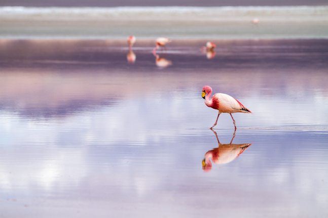 Mrówki i flamingi - odmienne podejścia do pracy