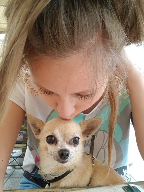 Chihuahua całus w głowę